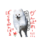 もふポメ福詠くん9（個別スタンプ：24）