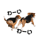ビーグル犬きなことくるみ（個別スタンプ：2）