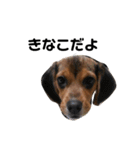 ビーグル犬きなことくるみ（個別スタンプ：3）
