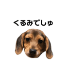 ビーグル犬きなことくるみ（個別スタンプ：4）