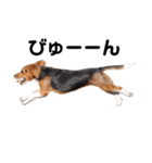 ビーグル犬きなことくるみ（個別スタンプ：5）
