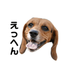ビーグル犬きなことくるみ（個別スタンプ：7）