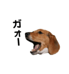 ビーグル犬きなことくるみ（個別スタンプ：8）