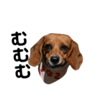 ビーグル犬きなことくるみ（個別スタンプ：9）