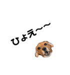 ビーグル犬きなことくるみ（個別スタンプ：10）