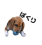 ビーグル犬きなことくるみ（個別スタンプ：11）