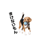 ビーグル犬きなことくるみ（個別スタンプ：12）