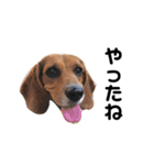 ビーグル犬きなことくるみ（個別スタンプ：13）