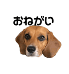ビーグル犬きなことくるみ（個別スタンプ：15）
