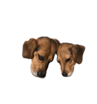ビーグル犬きなことくるみ（個別スタンプ：16）