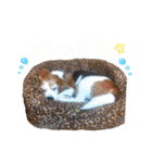 ©︎riku_t（個別スタンプ：39）