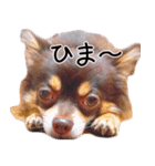茶々丸スタンプ☆（個別スタンプ：2）