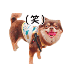 茶々丸スタンプ☆（個別スタンプ：6）