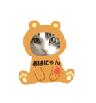 にゃんずらいふ①（個別スタンプ：4）