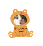 にゃんずらいふ①（個別スタンプ：16）