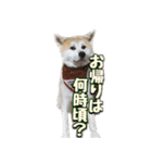 秋田犬 藤 家族連絡編（個別スタンプ：22）
