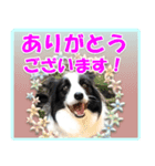 ボーダーコリーの日常会話（個別スタンプ：1）