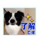 ボーダーコリーの日常会話（個別スタンプ：2）