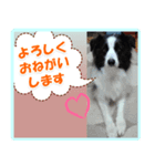 ボーダーコリーの日常会話（個別スタンプ：3）