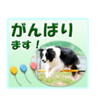 ボーダーコリーの日常会話（個別スタンプ：4）