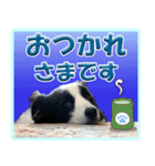 ボーダーコリーの日常会話（個別スタンプ：5）