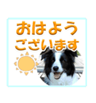 ボーダーコリーの日常会話（個別スタンプ：6）