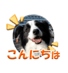 ボーダーコリーの日常会話（個別スタンプ：7）