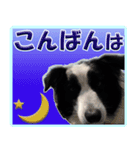 ボーダーコリーの日常会話（個別スタンプ：8）