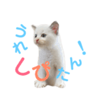 しぴぱふおばちゃん1（個別スタンプ：1）