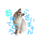 しぴぱふおばちゃん1（個別スタンプ：4）