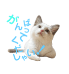 しぴぱふおばちゃん1（個別スタンプ：8）