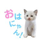 しぴぱふおばちゃん1（個別スタンプ：11）