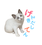 しぴぱふおばちゃん1（個別スタンプ：12）