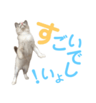 しぴぱふおばちゃん1（個別スタンプ：16）