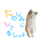しぴぱふおばちゃん1（個別スタンプ：19）