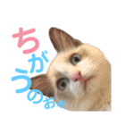 しぴぱふおばちゃん1（個別スタンプ：20）