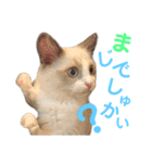 しぴぱふおばちゃん1（個別スタンプ：33）