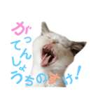 しぴぱふおばちゃん1（個別スタンプ：34）