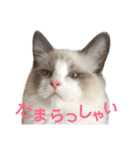 しぴぱふおばちゃん1（個別スタンプ：35）