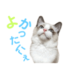 しぴぱふおばちゃん1（個別スタンプ：36）