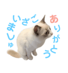 しぴぱふおばちゃん1（個別スタンプ：39）