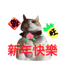 台湾語を話すぽっちゃり茶白猫（個別スタンプ：1）