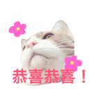 台湾語を話すぽっちゃり茶白猫（個別スタンプ：2）