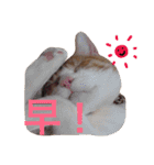台湾語を話すぽっちゃり茶白猫（個別スタンプ：4）