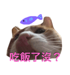 台湾語を話すぽっちゃり茶白猫（個別スタンプ：6）