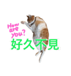 台湾語を話すぽっちゃり茶白猫（個別スタンプ：8）