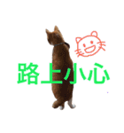 台湾語を話すぽっちゃり茶白猫（個別スタンプ：9）