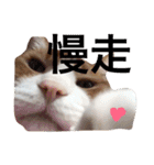 台湾語を話すぽっちゃり茶白猫（個別スタンプ：10）