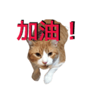 台湾語を話すぽっちゃり茶白猫（個別スタンプ：11）