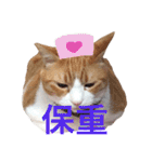 台湾語を話すぽっちゃり茶白猫（個別スタンプ：12）